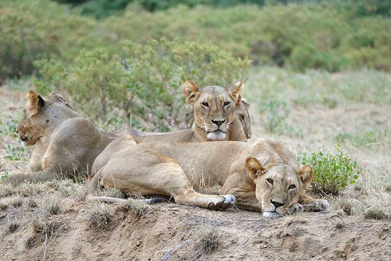 Löwen im Samburu National Reservat