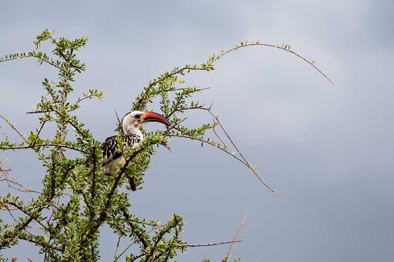 Rotschnabelhornvogel im Shaba National Reserve
