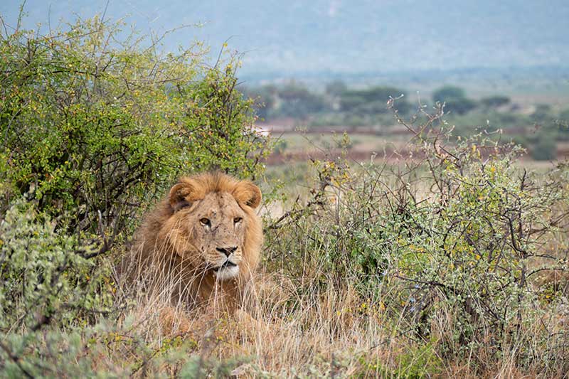 Löwe im Shaba National Reserve