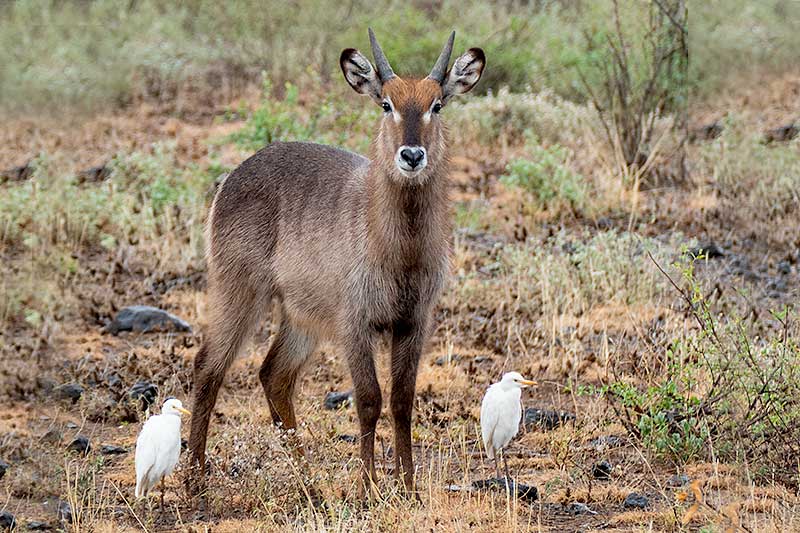 Antilopenart im Shaba National Reserve