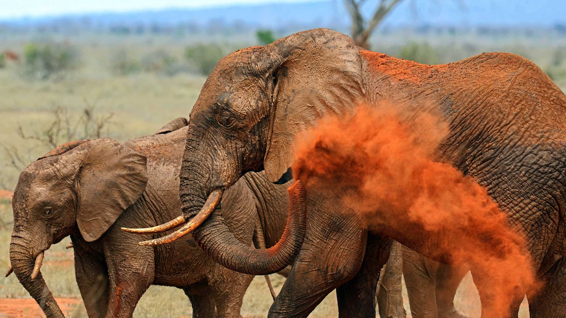 Zwei Elefanten im Tsavo Nationalpark