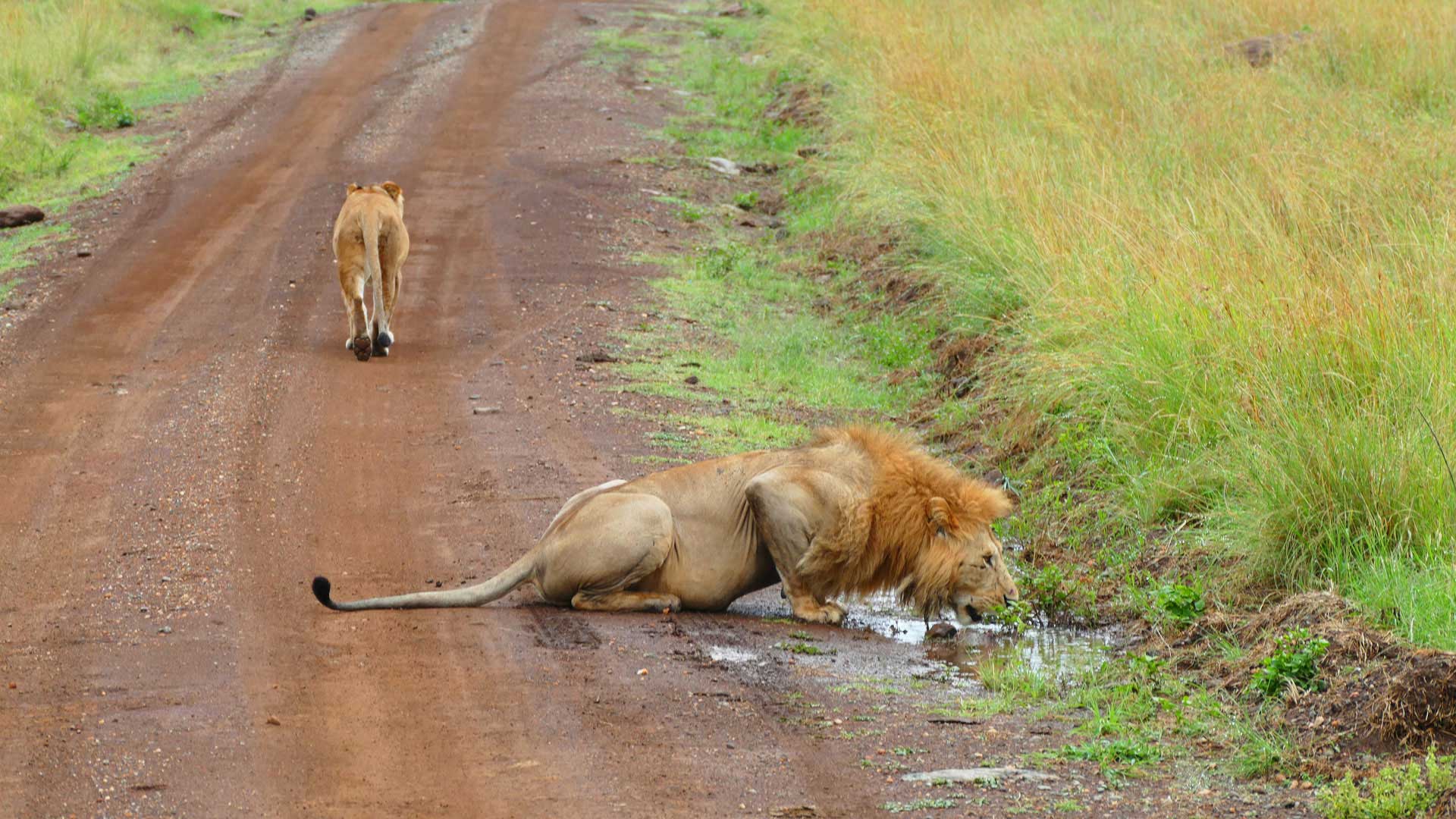 Löwen auf Kleingruppenreise in Kenia