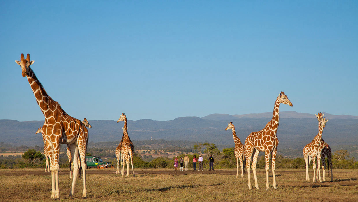 Giraffenwalk im Aberdare Nationalpark