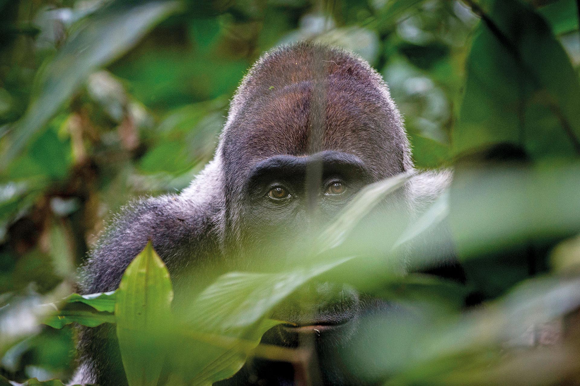Gorilla im Kongo