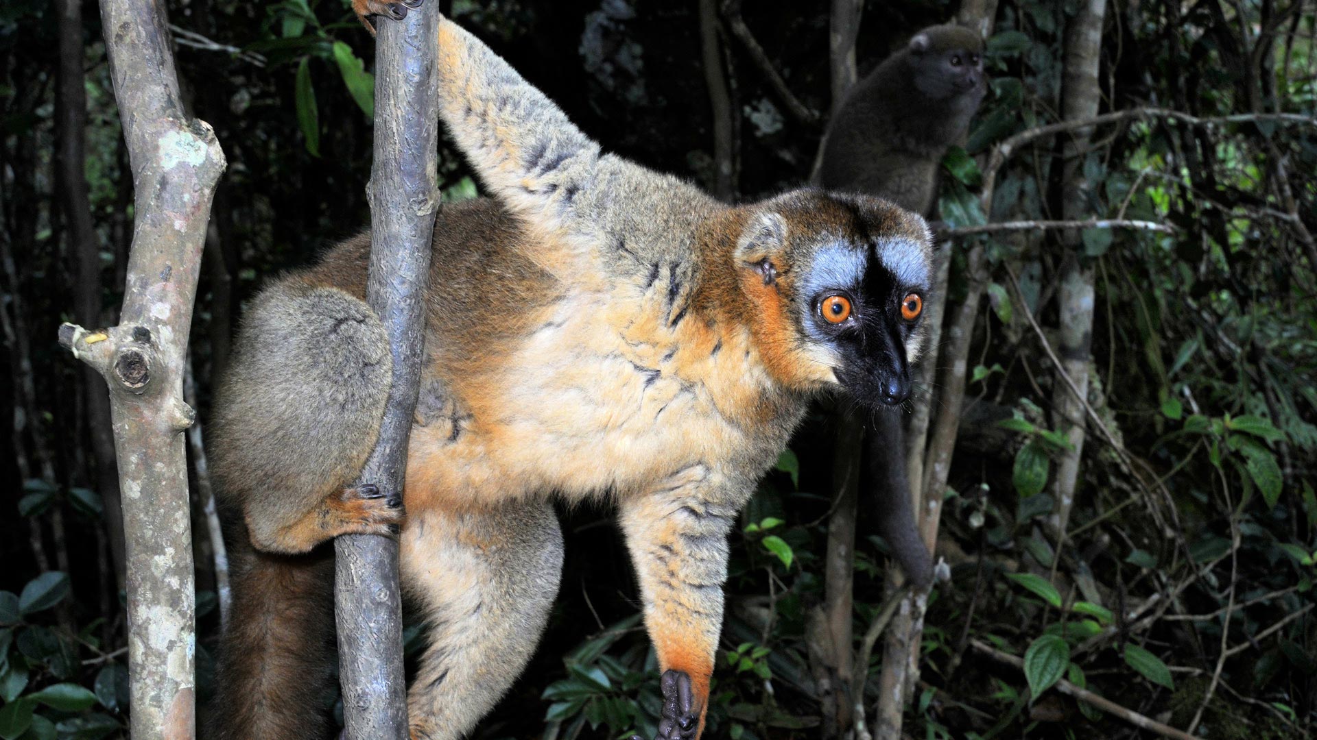 Lemur auf Privat geführter Madagaskar Reise