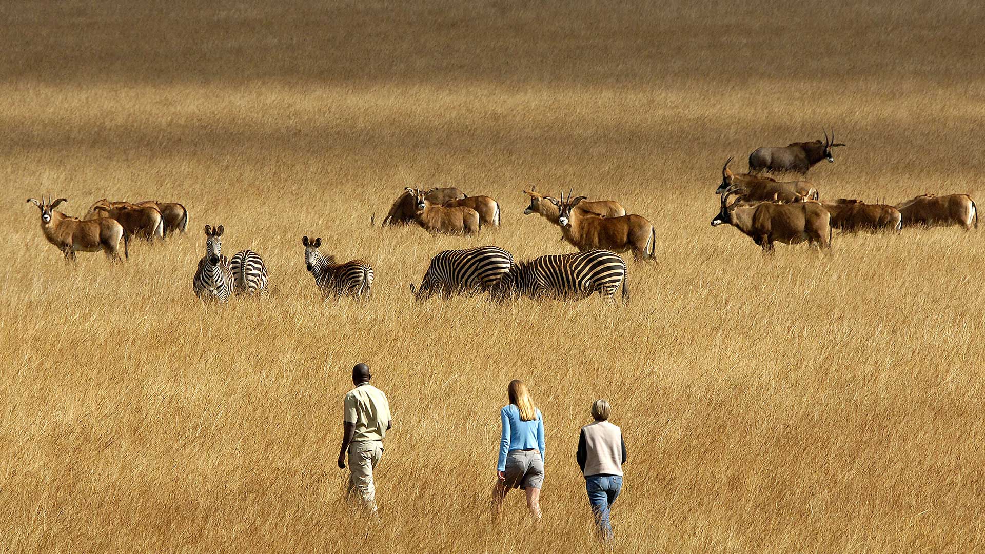 Ein Mann und zwei Frauen nähern sich einer Herde Zebras und Antilopen während einer Walking Safari im Nyika Nationalpark
