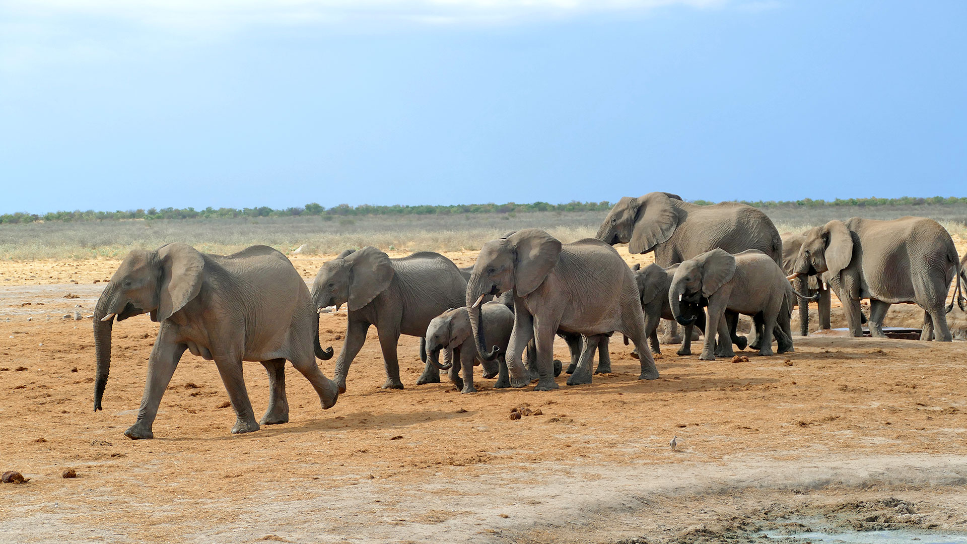 Etosha Nationalpark - Elefantengruppe durchstreift die Landschaft