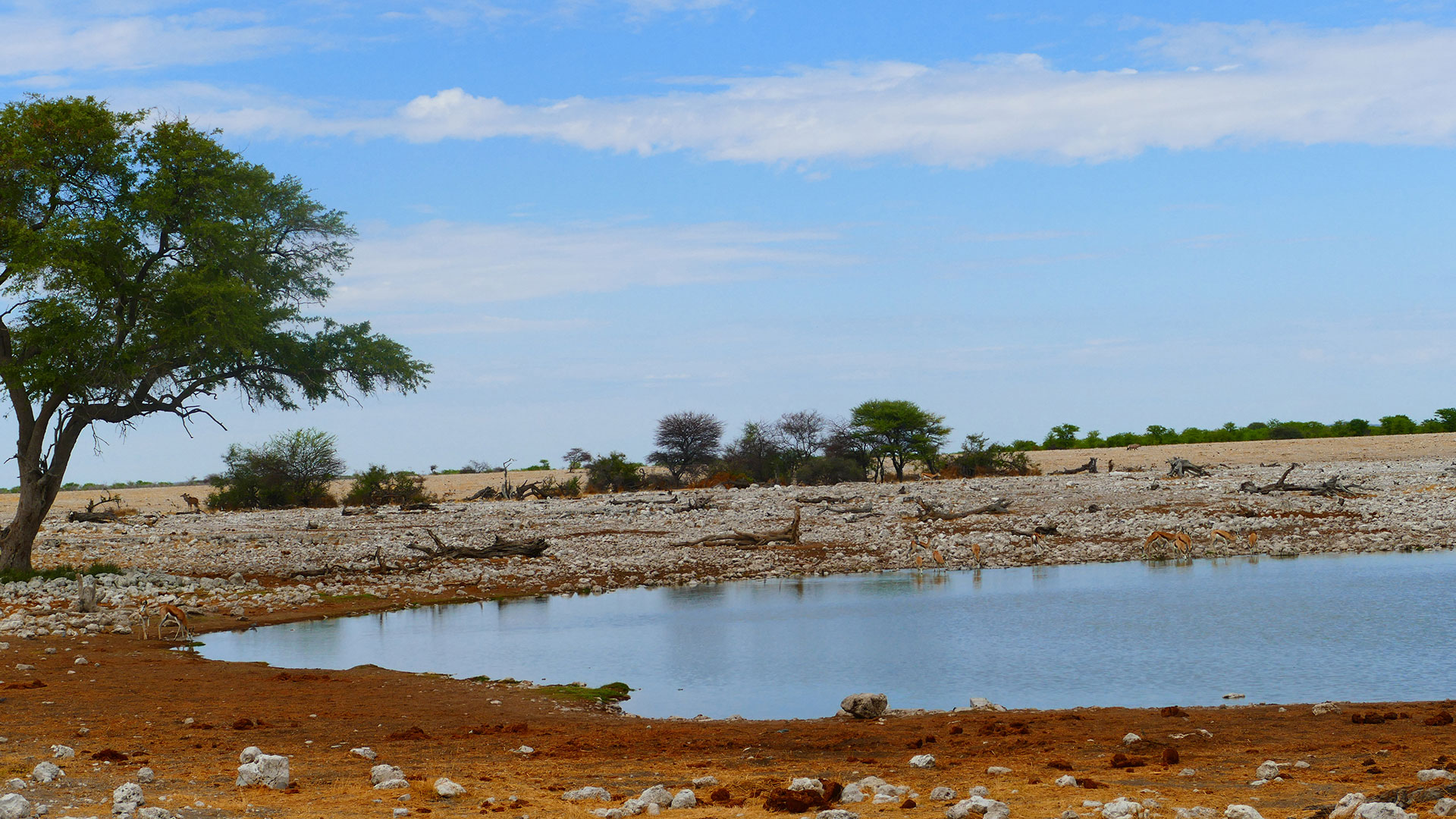Wasserloch im Etosha Nationalpark