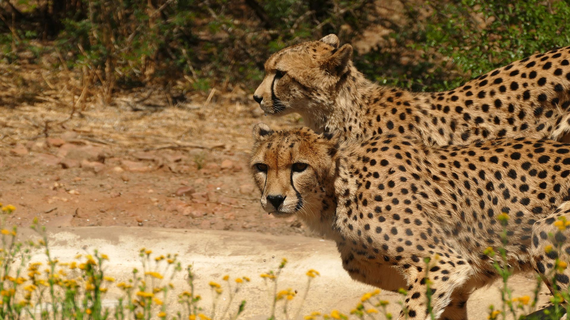 Zwei Geparden im Etosha Nationalpark