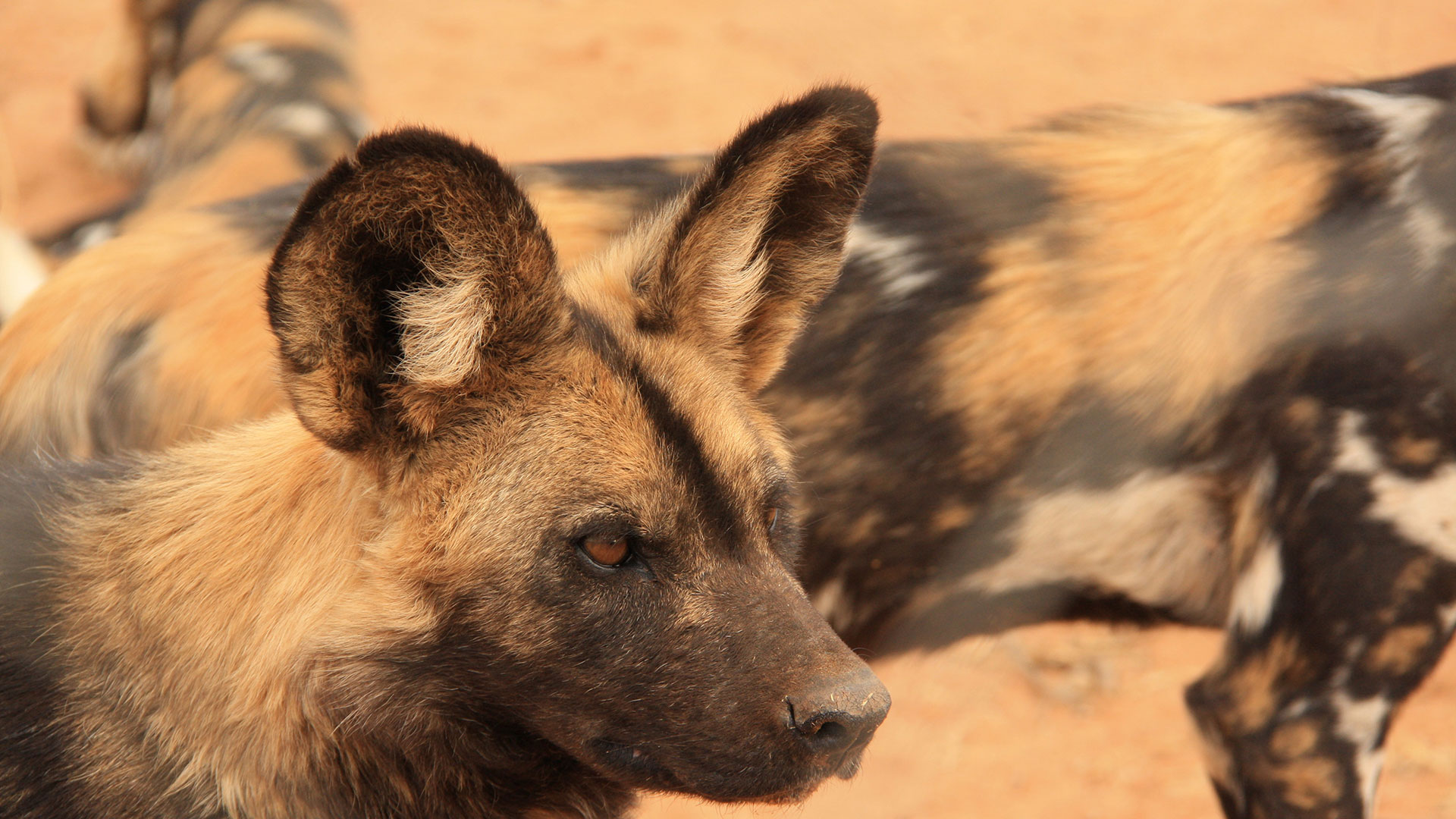 Großaufnahme eines Wildhundes  im Etosha Nationalpark