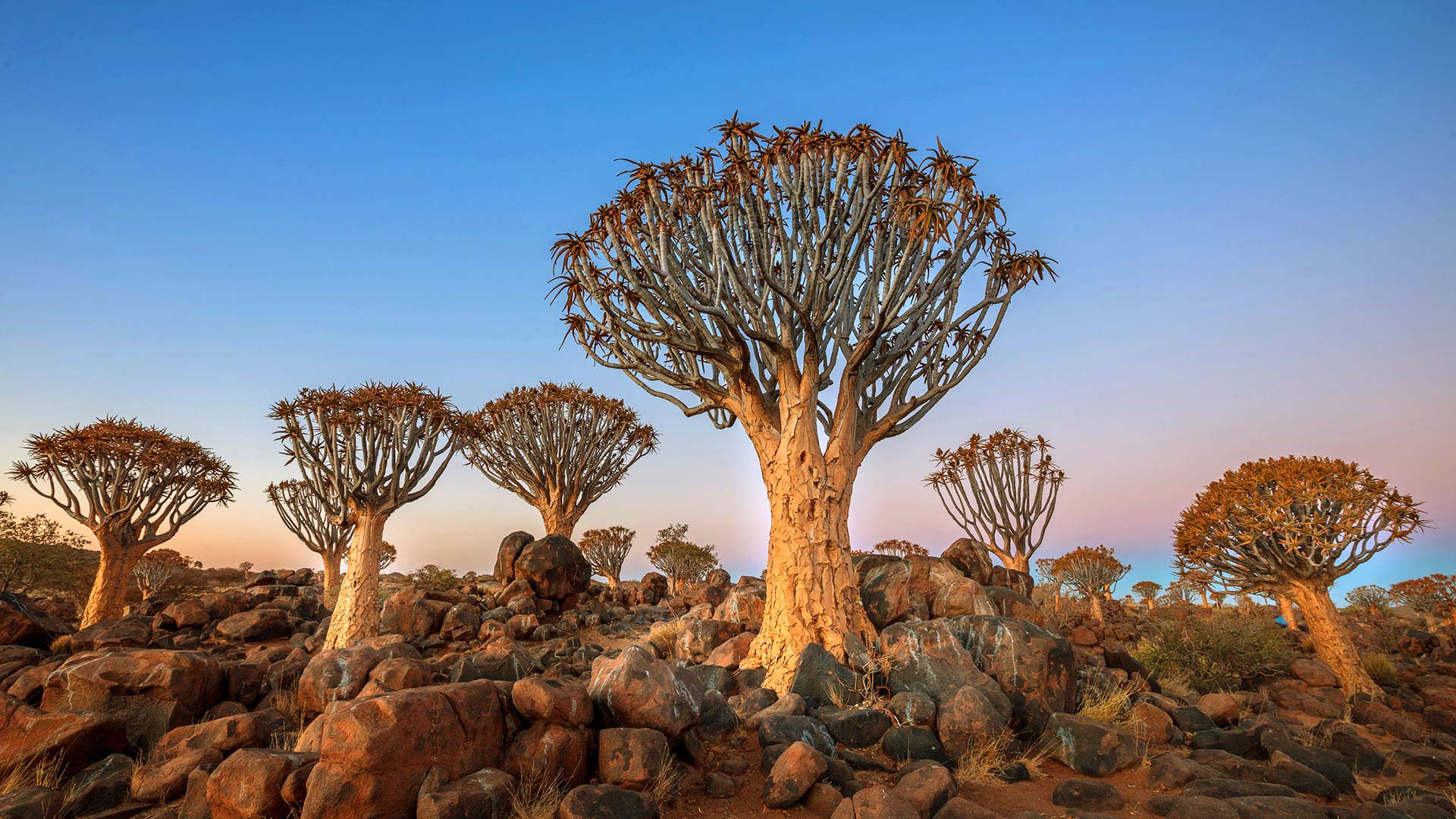 Baobab in Namibia