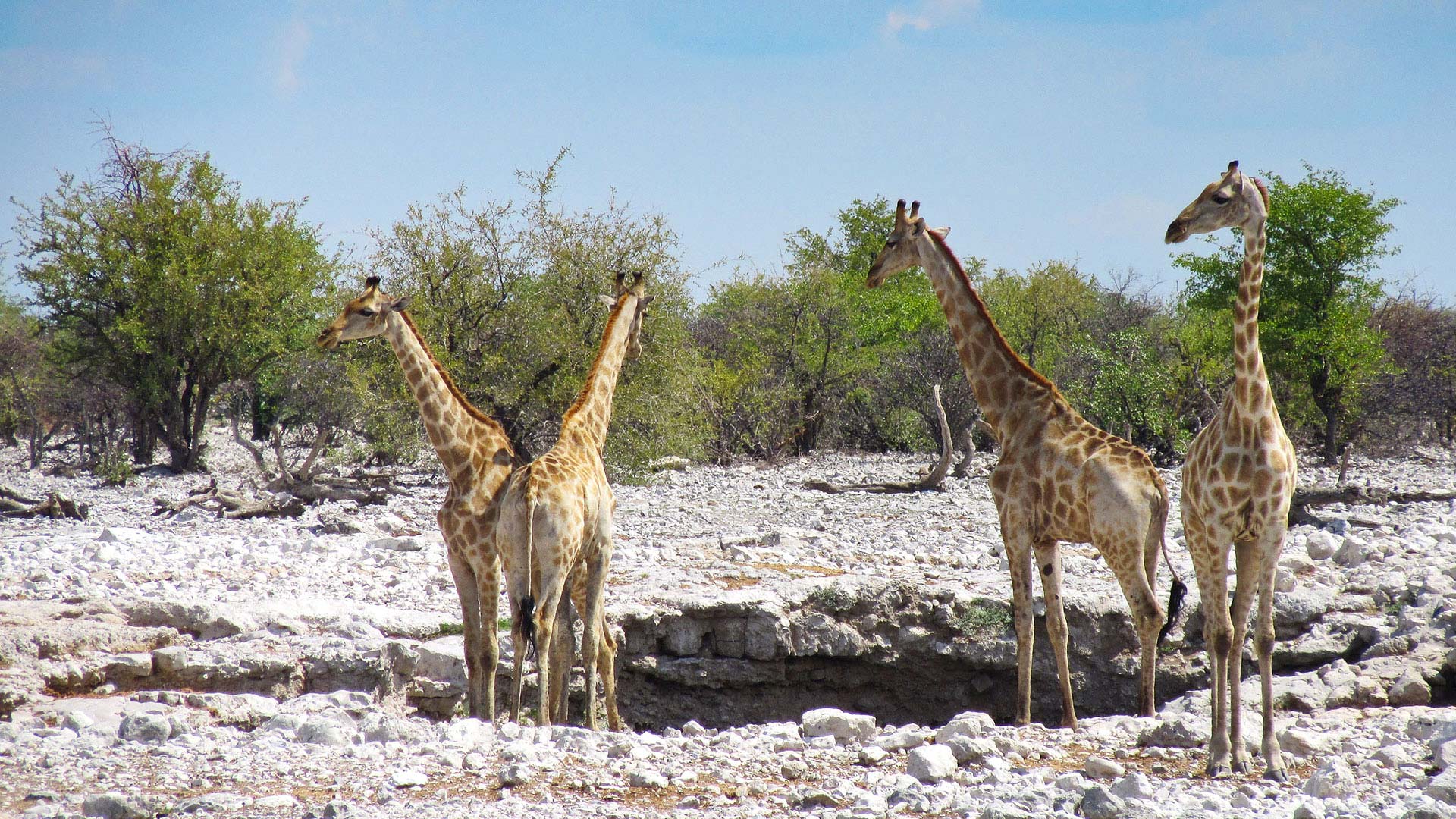 Giraffen im Etosha Nationalpark