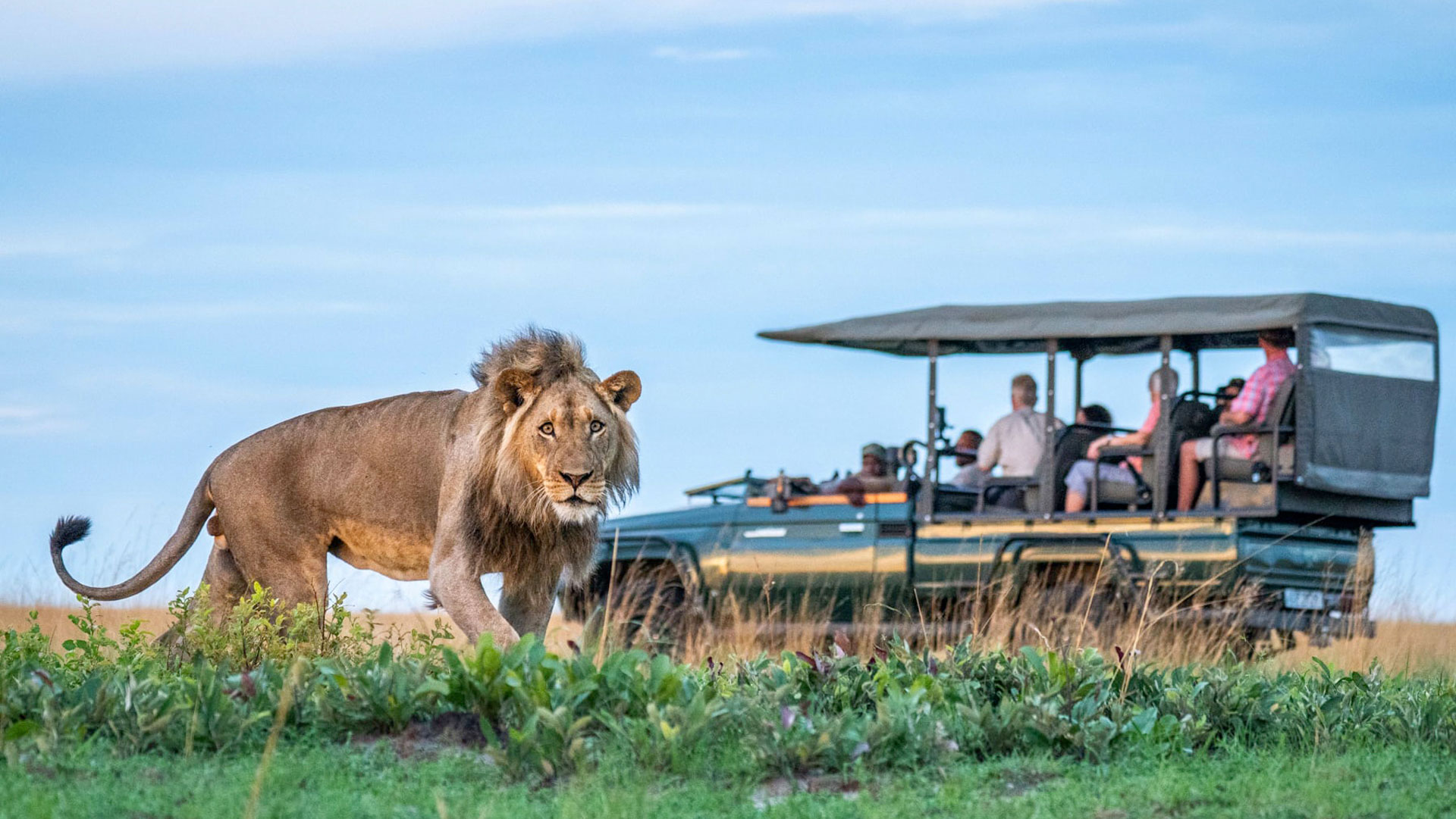 Ein Löwe kreuzt den Weg eines Safari Autos im Liuwa Plains Nationalpark