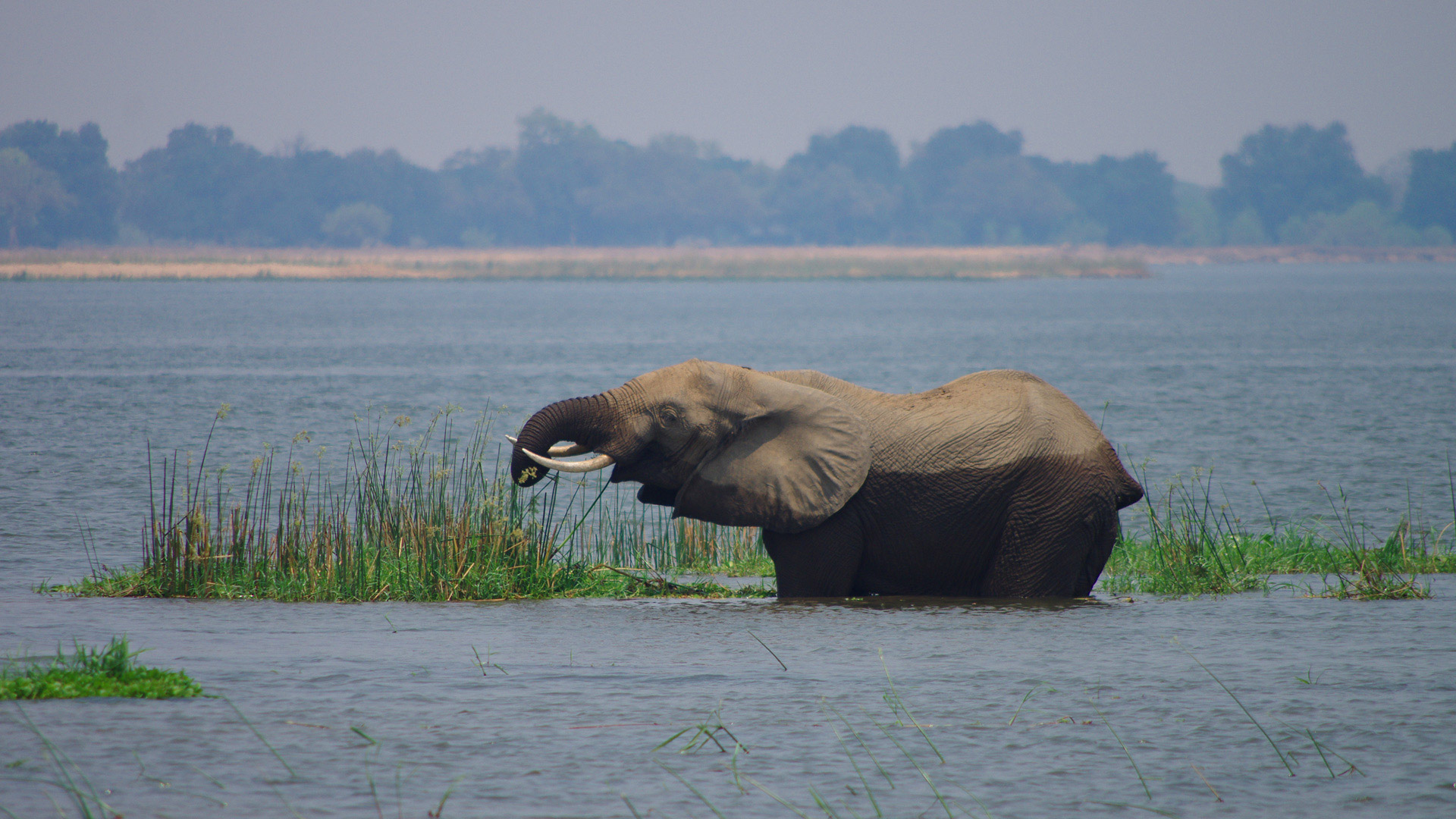 Elefant im Lower Zambezi Nationalpark