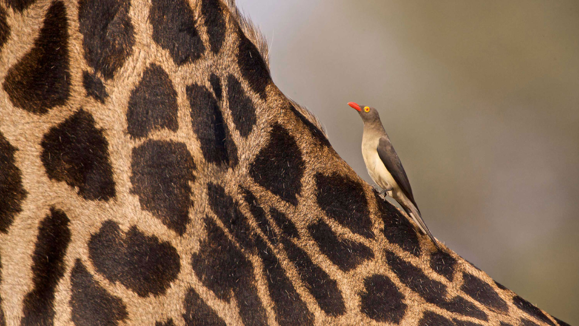 Ein Vogel sitzt auf dem Hals einer Giraffe im South Luangwa Nationalpark