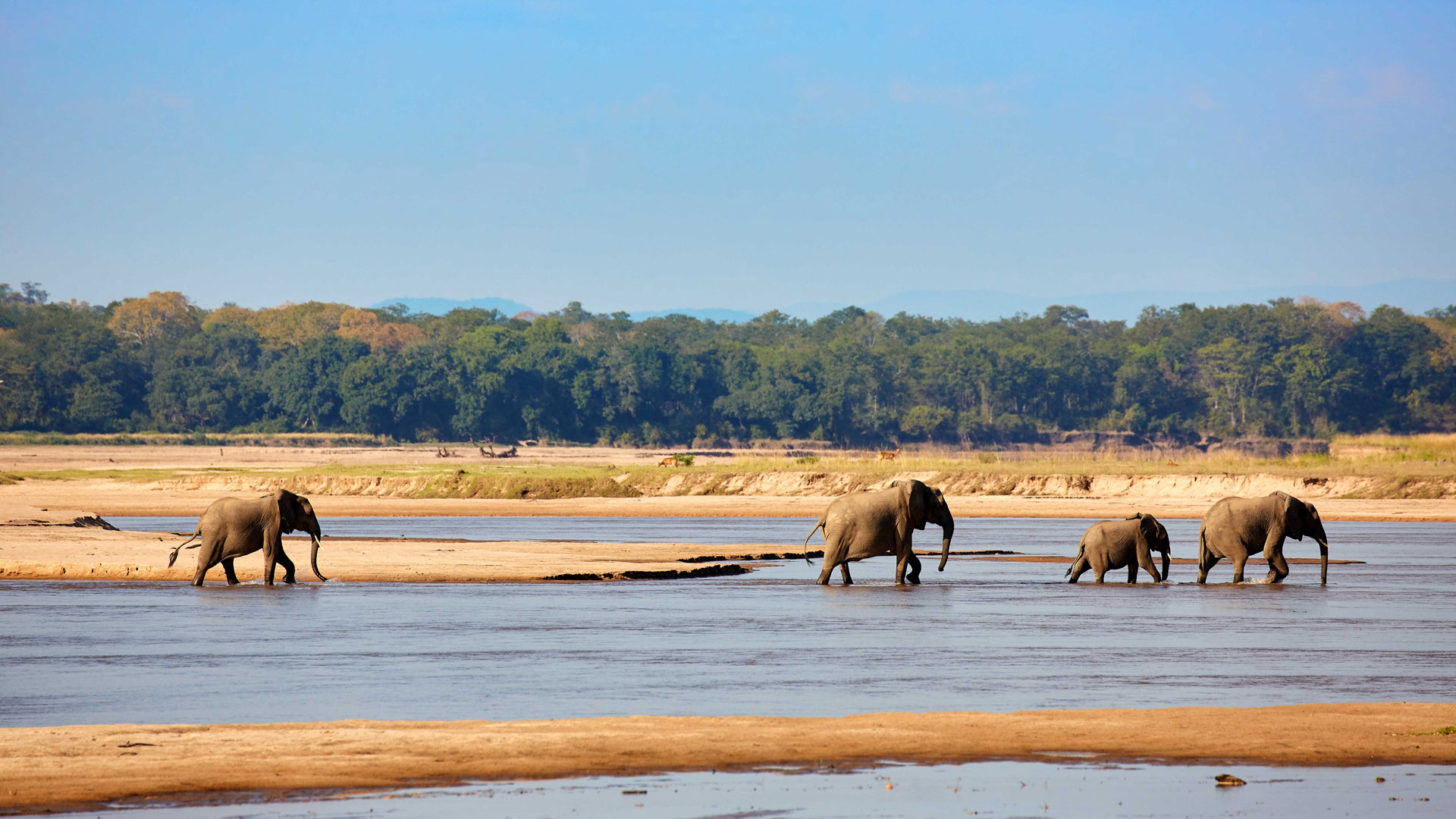 Elefanten in South Luangwa