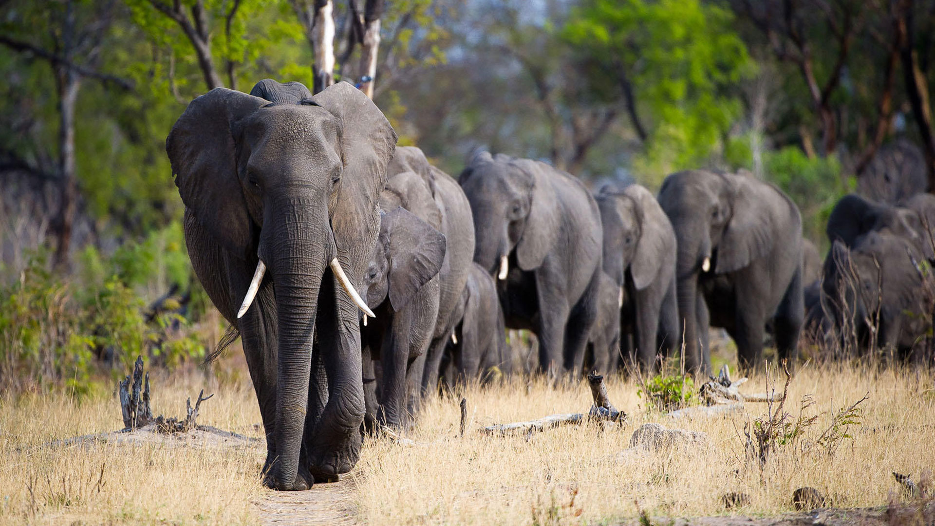 Eine Elefantenherde durchstreift die Landschaft des Hwange Nationalpark
