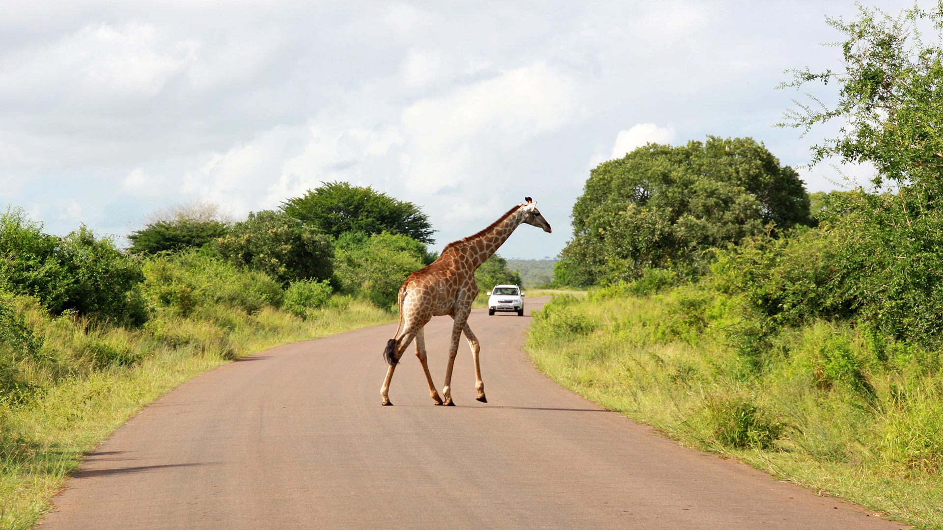 Giraffe und Safarifahrzeug im Kruger Nationalpark