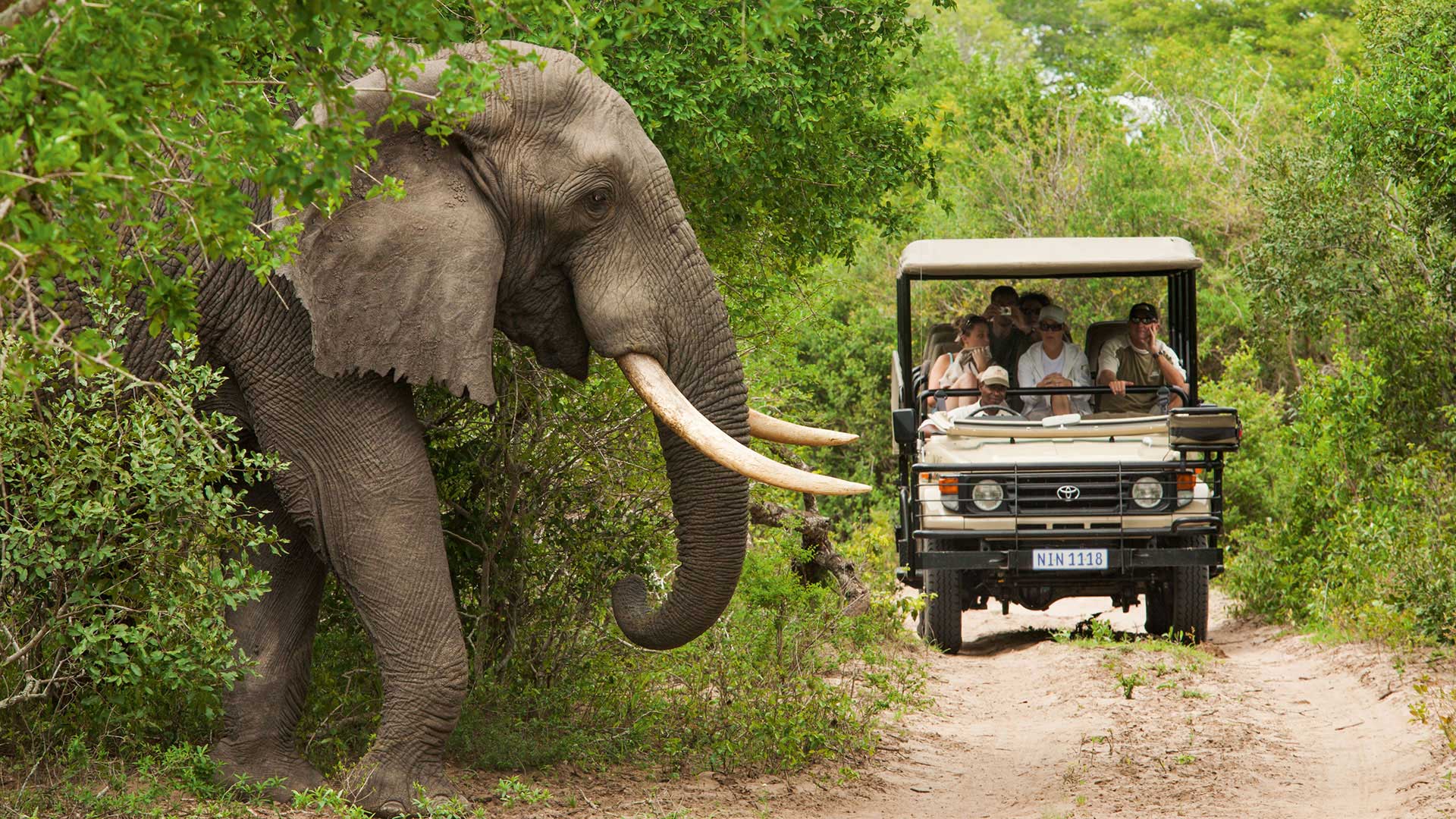 Elefant auf Pirschfahrt durch den Kruger Nationalpark