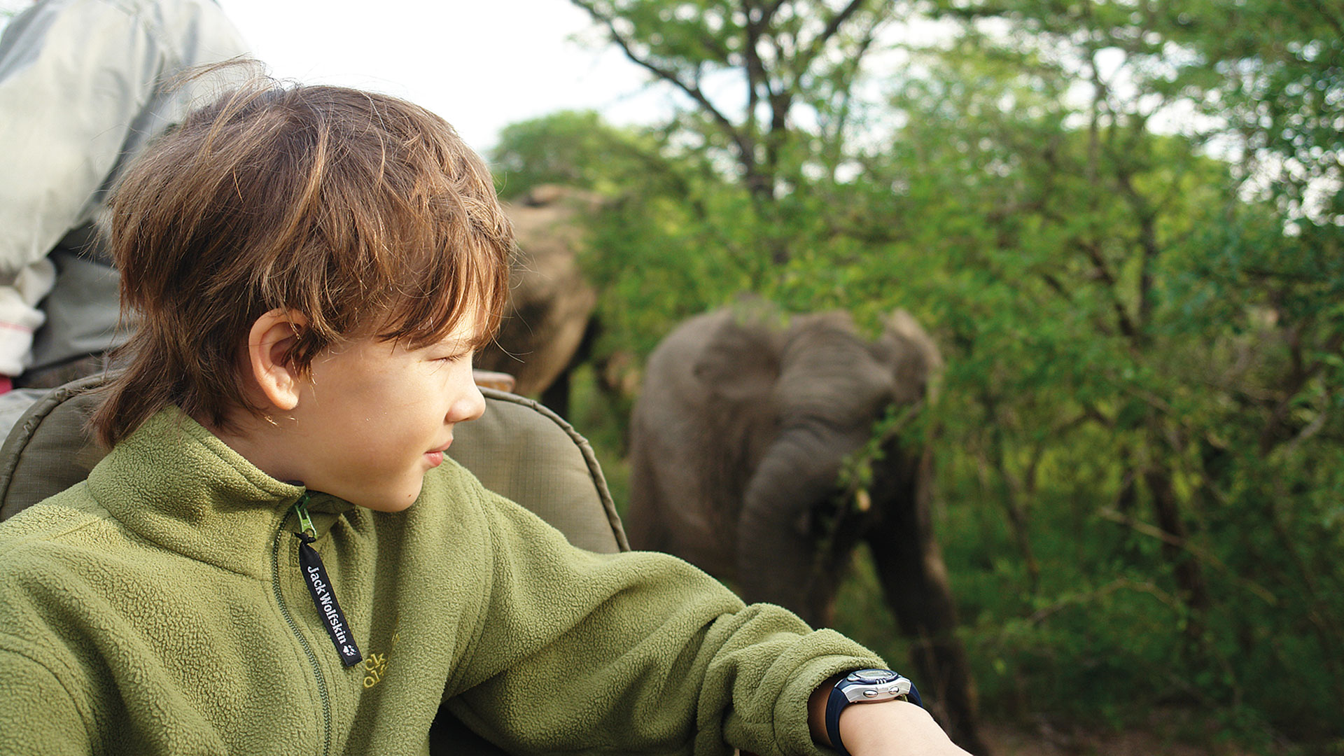 Elefanten auf Safari