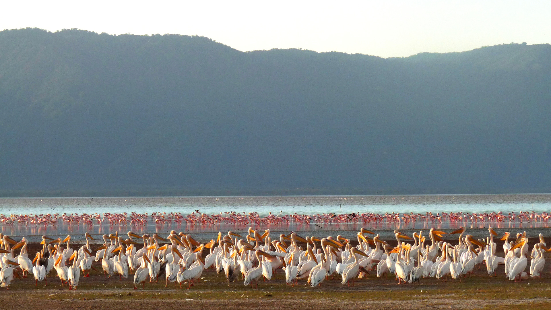 Pelikane und Flamingos am Lake Manyara