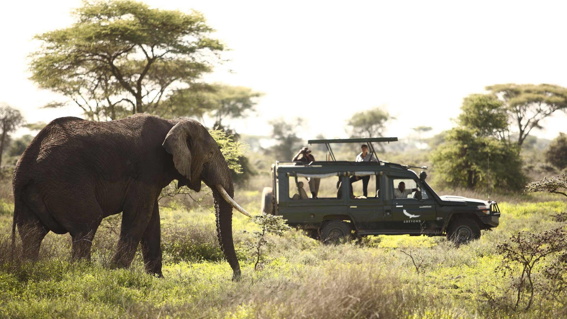 Elefant in der Grumeti Serengeti