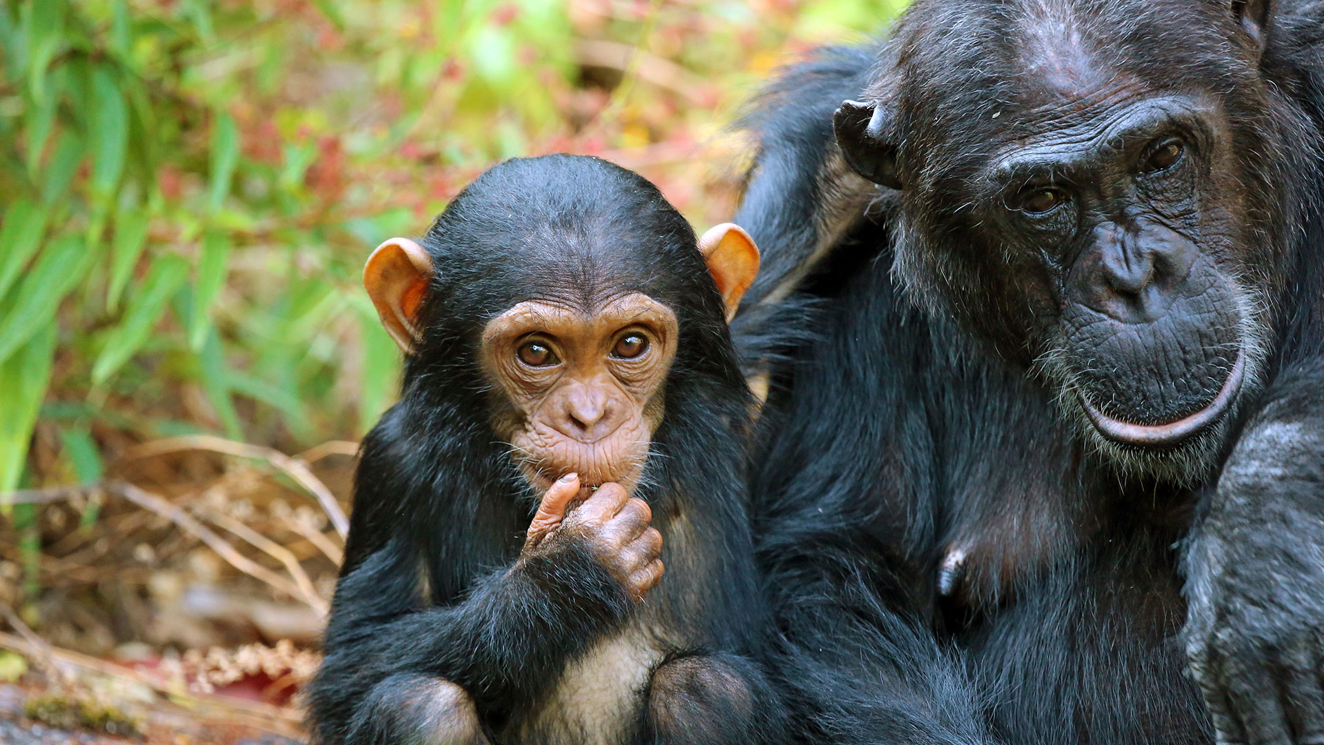 Schimpansen auf Flugsafari durch Tansania