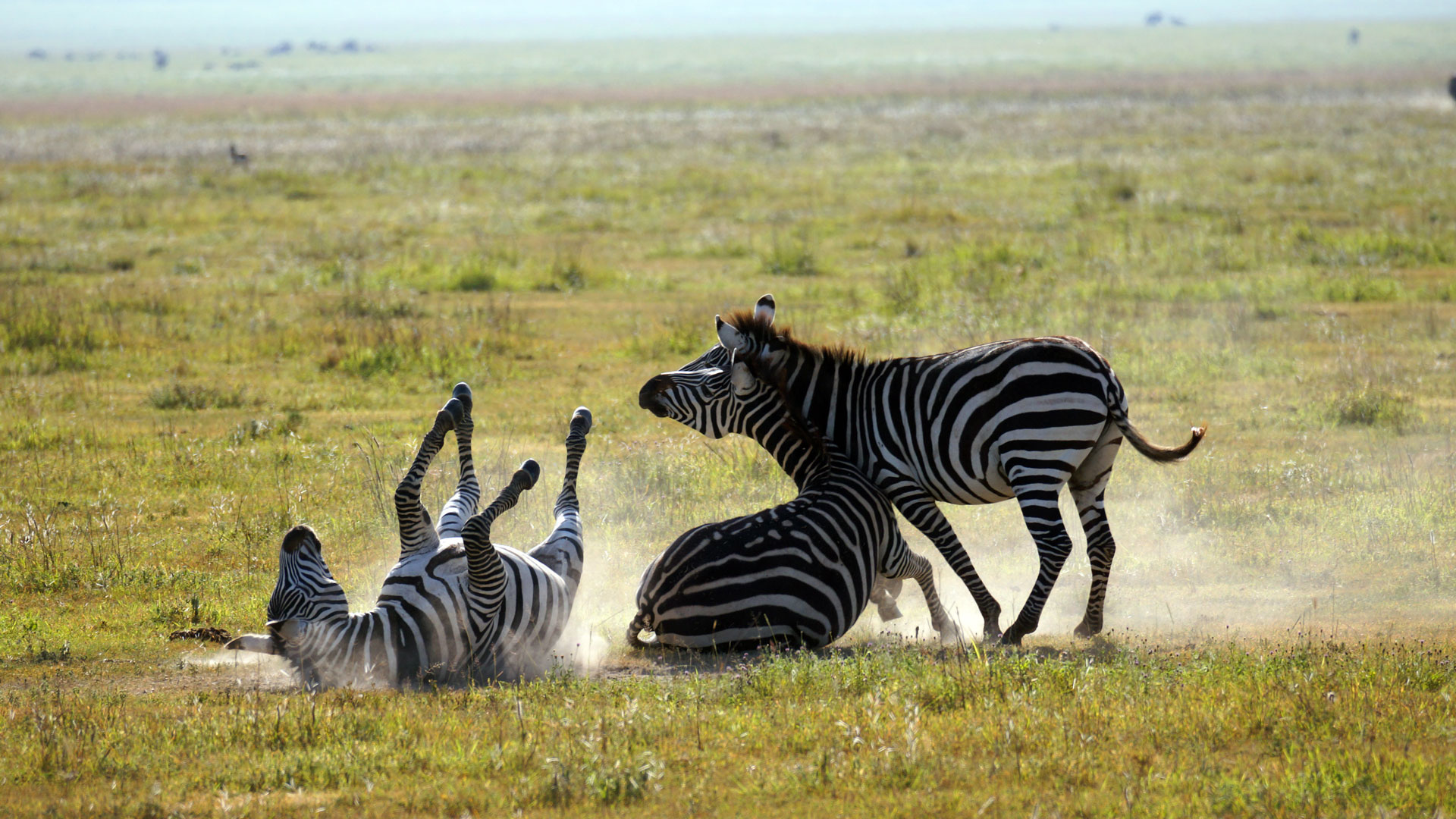 Zebras im Ngorngoro Krater
