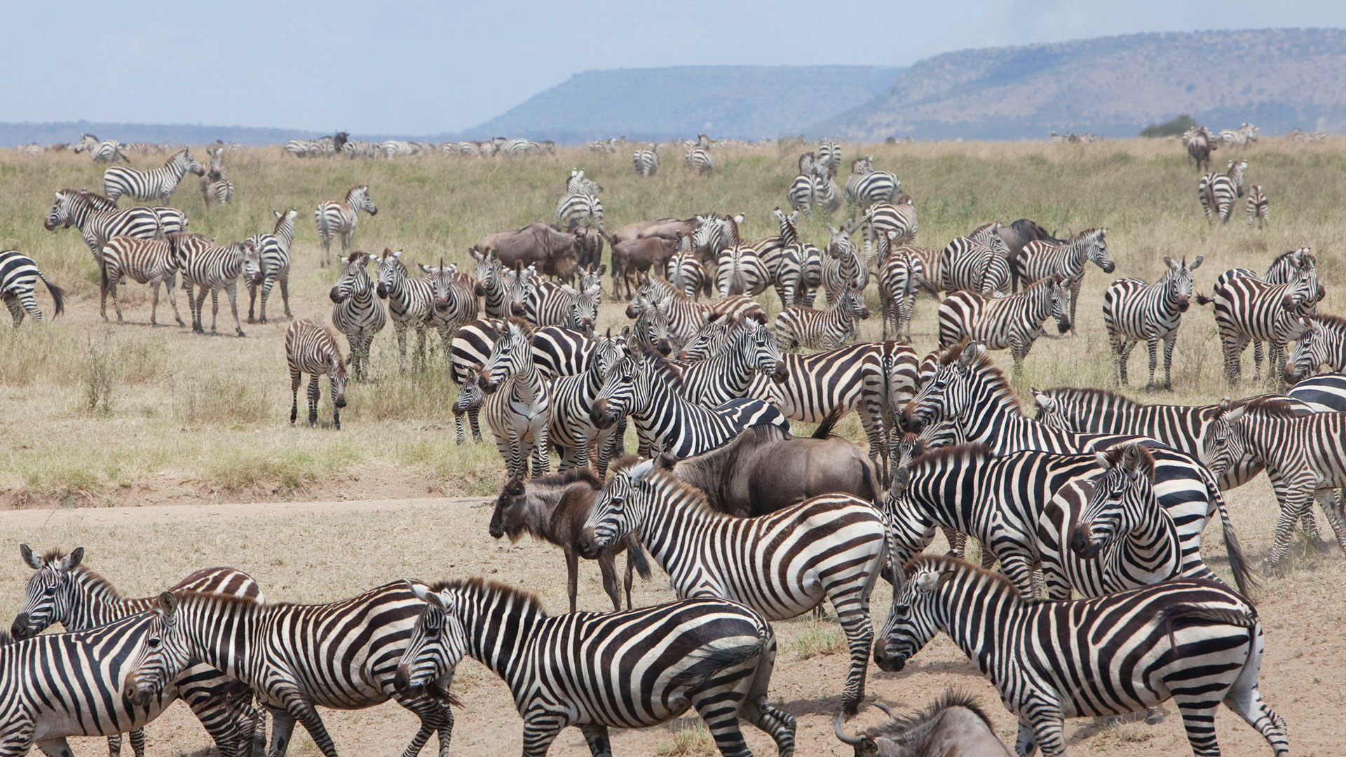Zebraherde im Serengeti Nationalpark