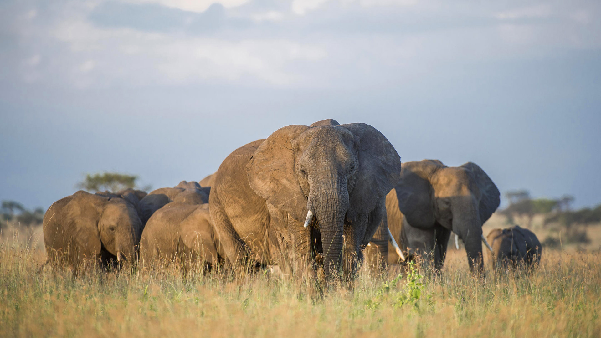 Elefantenherde im Serengeti Nationalpark