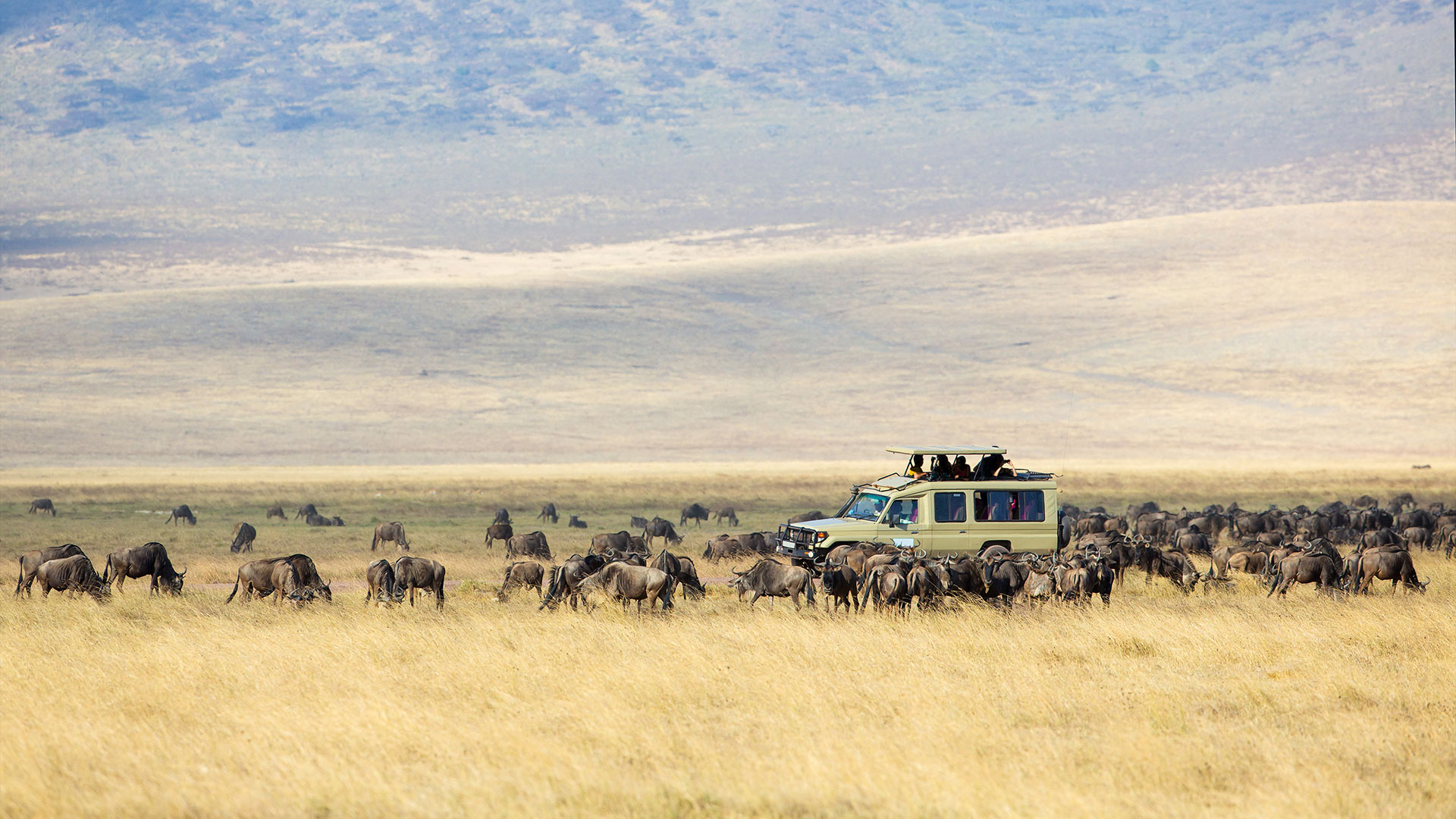 Gnus auf Kleingruppen oder privat geführter Reise durch Tansania