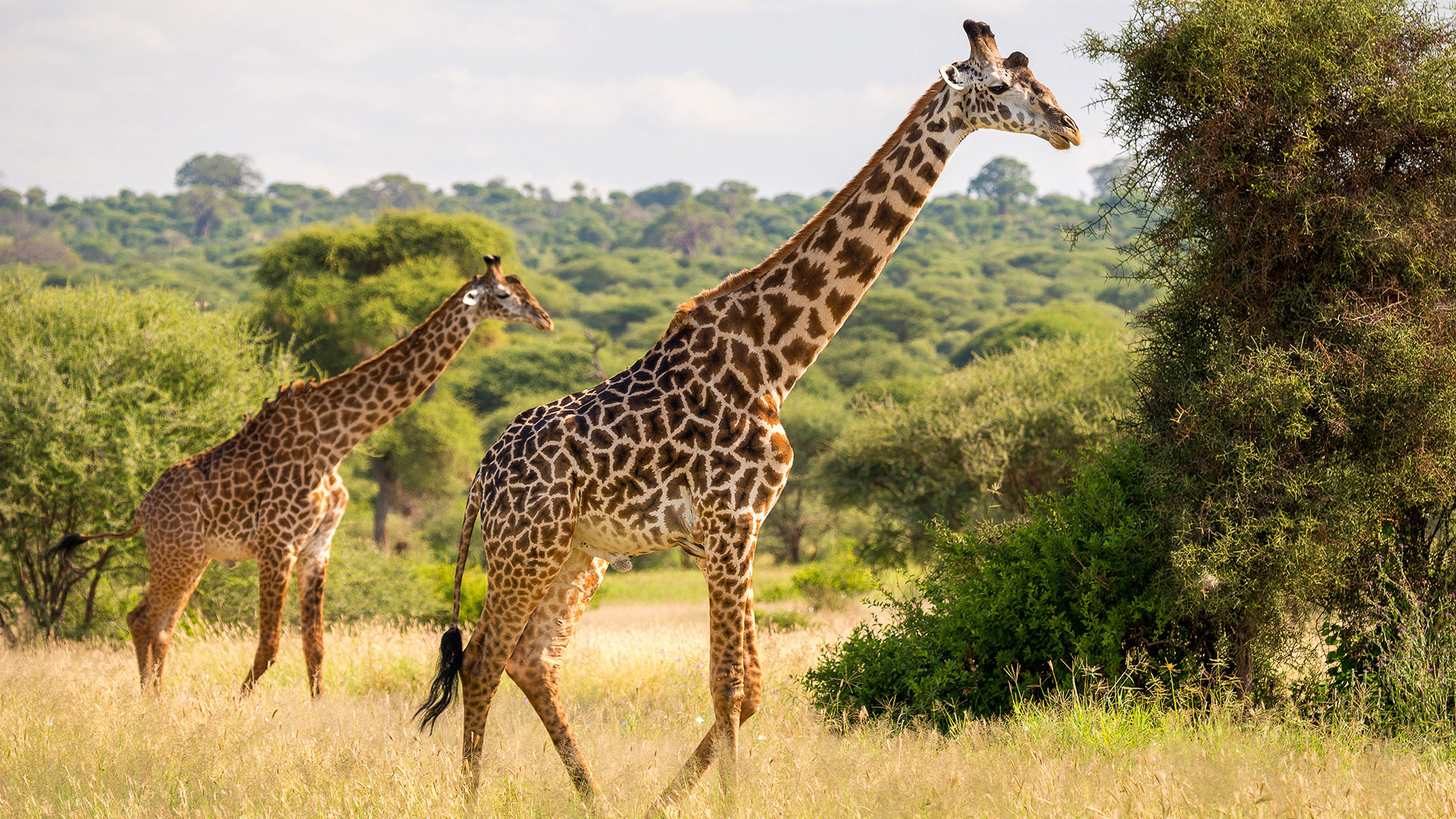 Giraffen im Tarangire Nationalpark