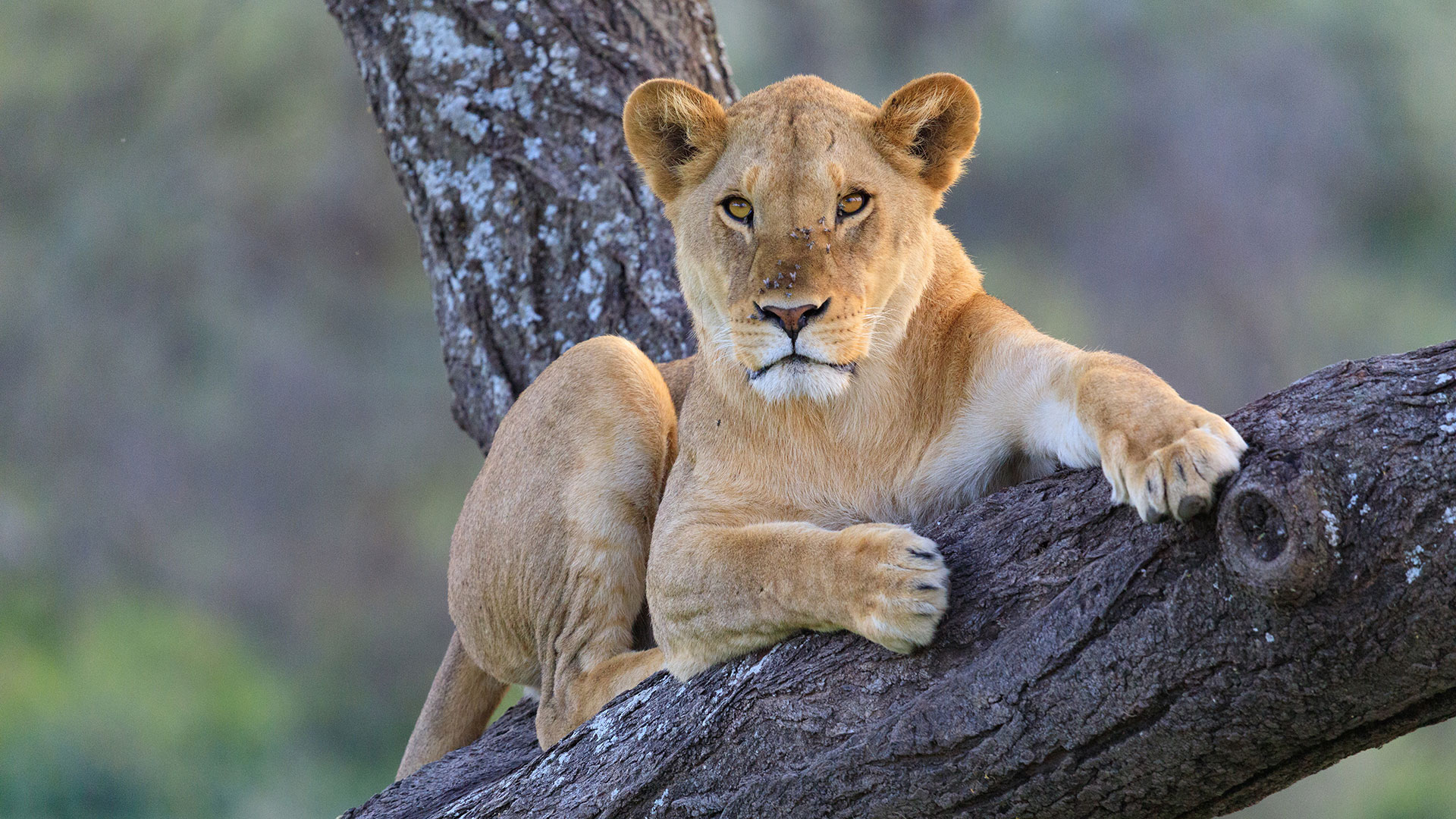 Löwin auf privat geführter Safari