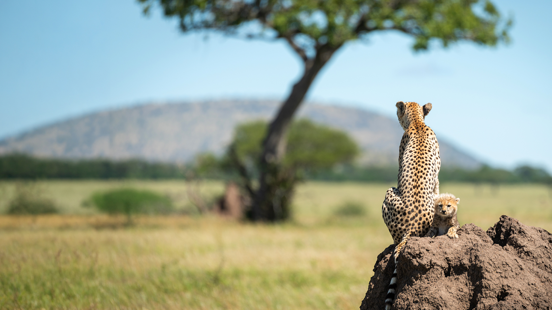 Gepardin mit Jungtier auf ErdhĂŒgel ĂŒberblickt die Serengeti