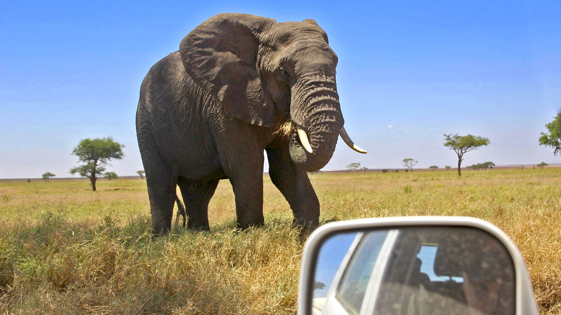 Elefant auf Mietwagenreise durch Tansania