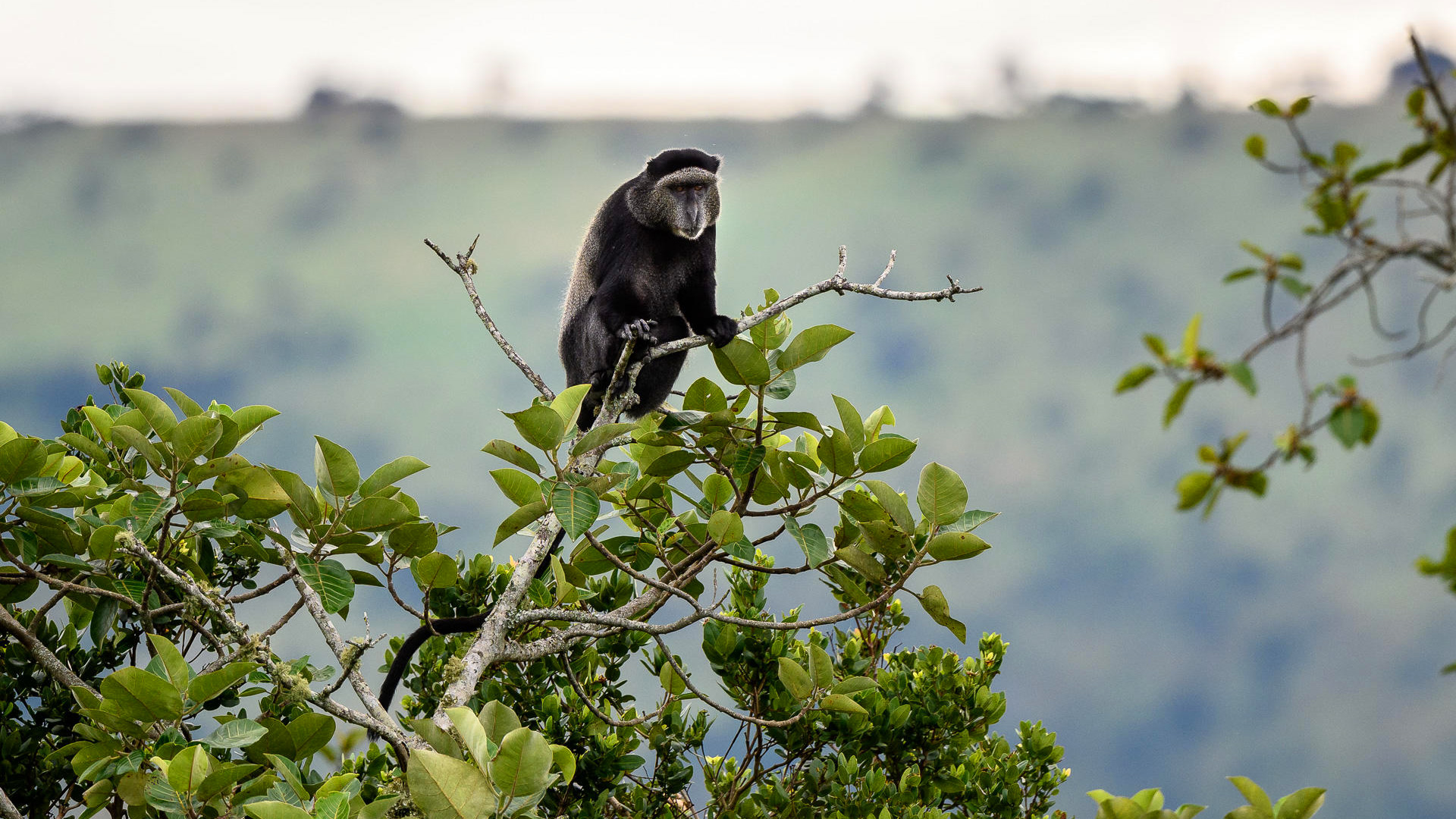 Ein Affe sitzt auf einer Baumkrone im Akagera Nationalpark Ruanda