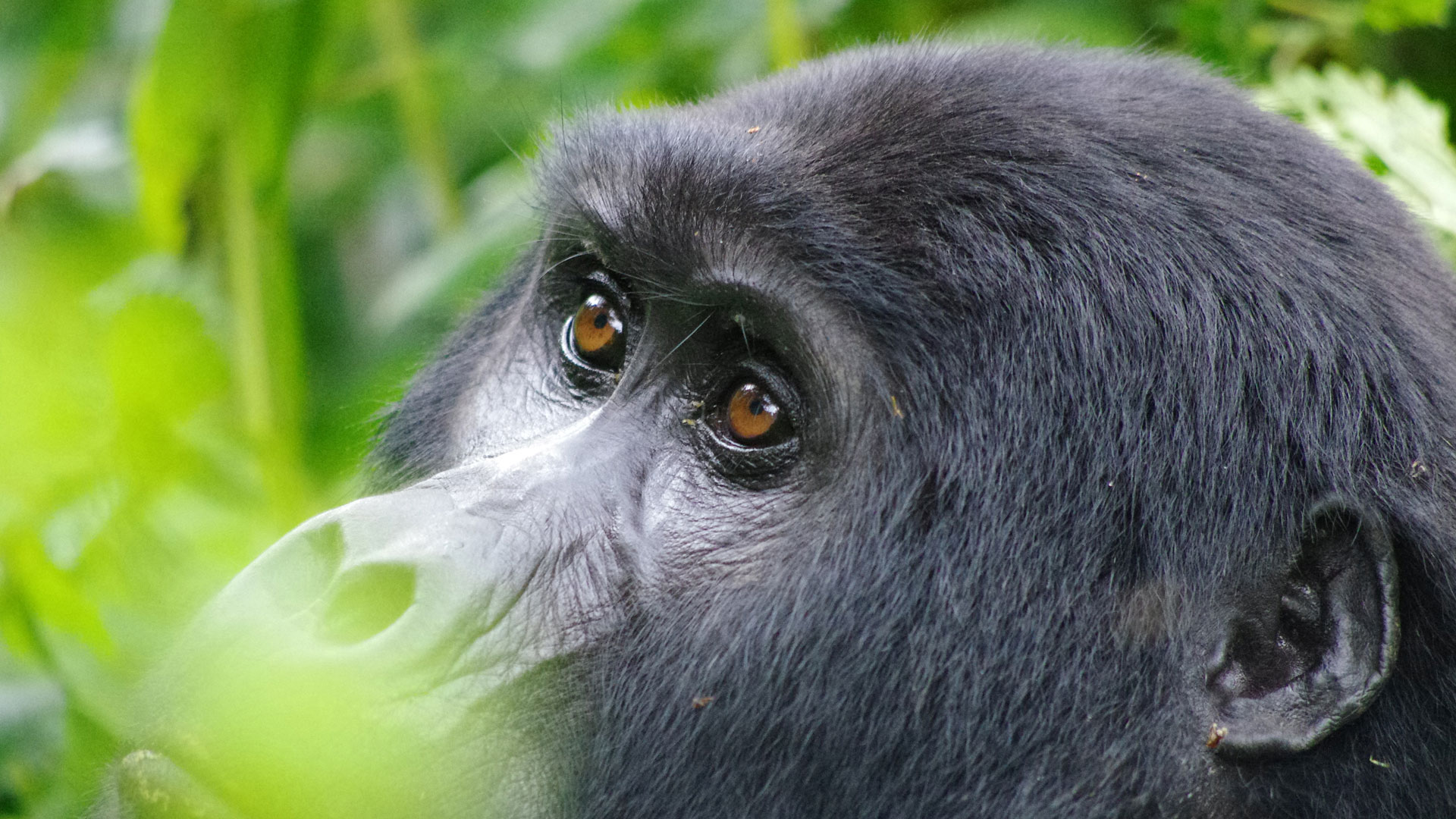 Gorilla auf privat geführter Uganda Safari