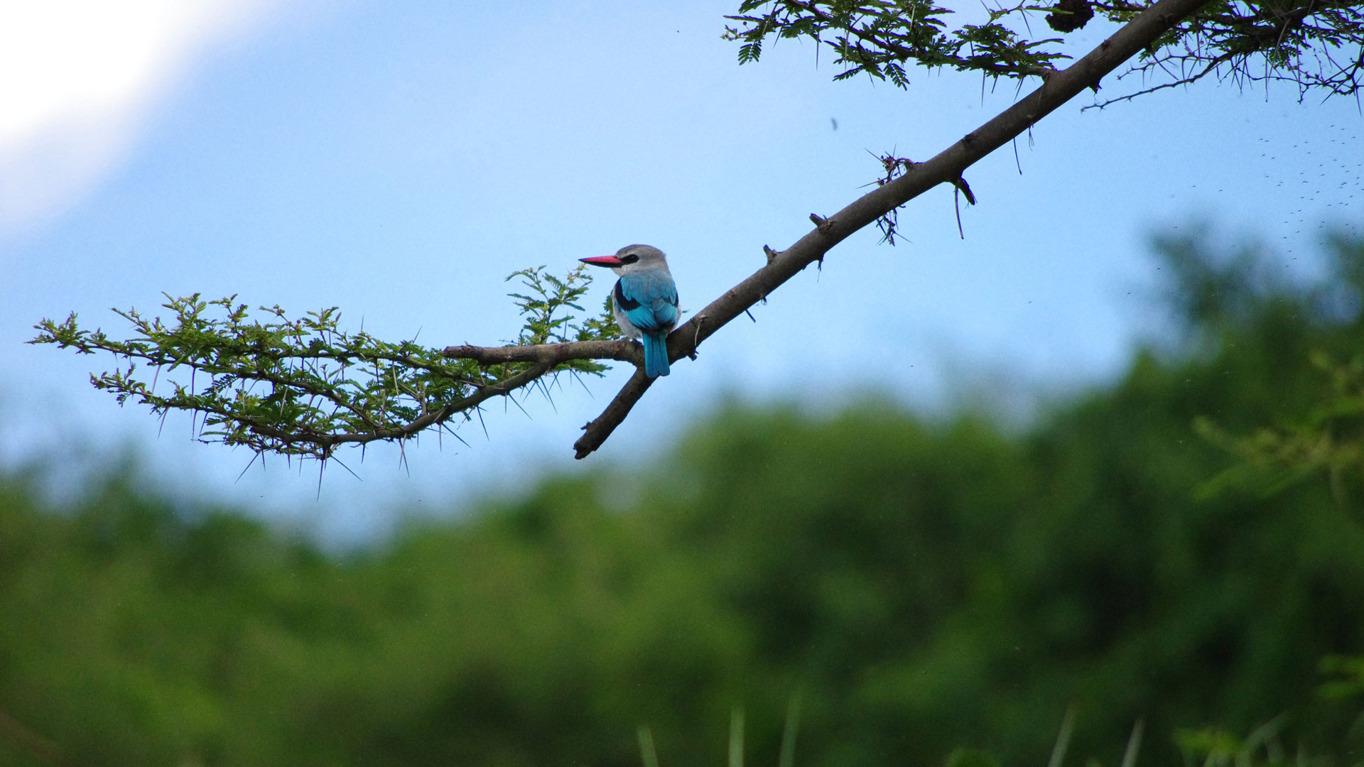 Vogel im Queen Elizabeth Nationalpark